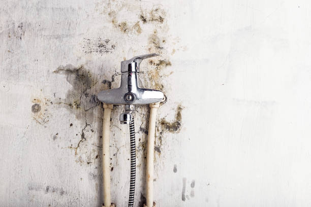 Best Home Mold Removal  in Eastwood, LA