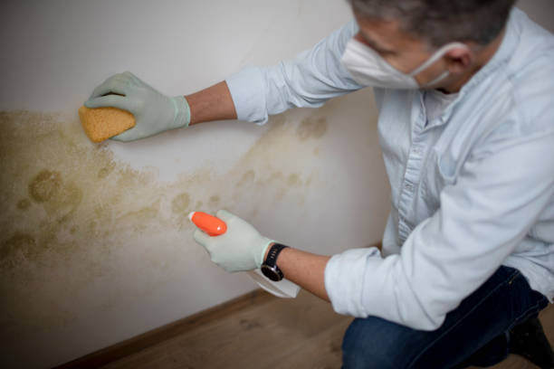 Best Professional Mold Removal  in Eastwood, LA