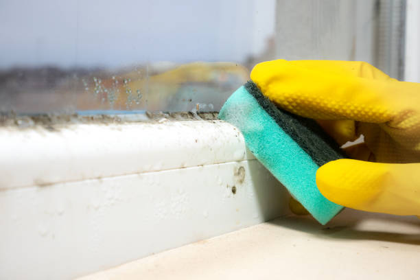 Best Affordable Mold Removal  in Eastwood, LA