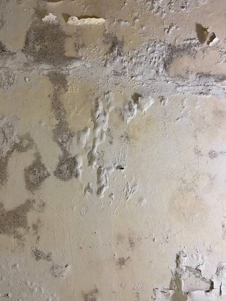 Best Commercial Mold Removal  in Eastwood, LA