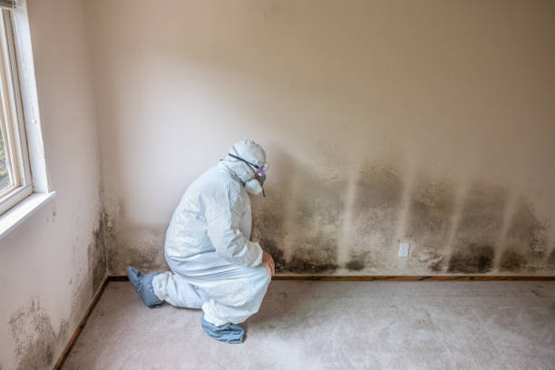 Best Residential Mold Removal  in Eastwood, LA