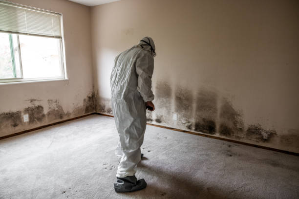 Attic Mold Removal in Eastwood, LA