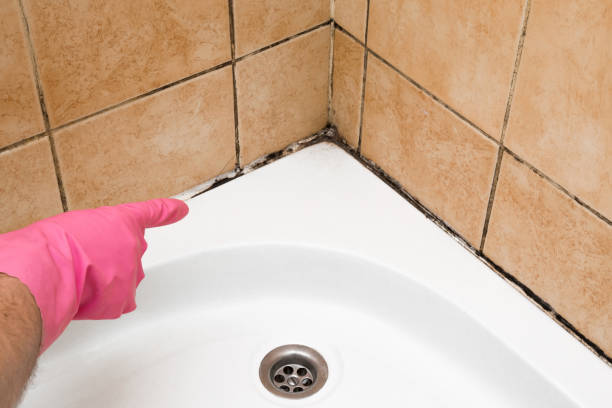 Best Mold Removal Specialists  in Eastwood, LA