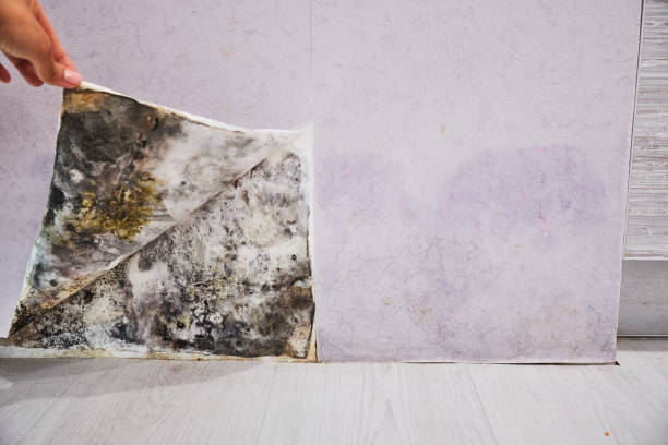 Best Mold Damage Repair  in Eastwood, LA